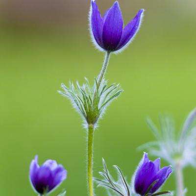 三生三世镜花缘手游下载
